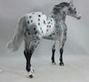 PHANTOM RIDER #2 - Extreme Leopard Appaloosa