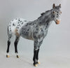 PHANTOM RIDER #2 - Extreme Leopard Appaloosa