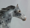 PHANTOM RIDER #2 - Extreme Leopard Appaloosa