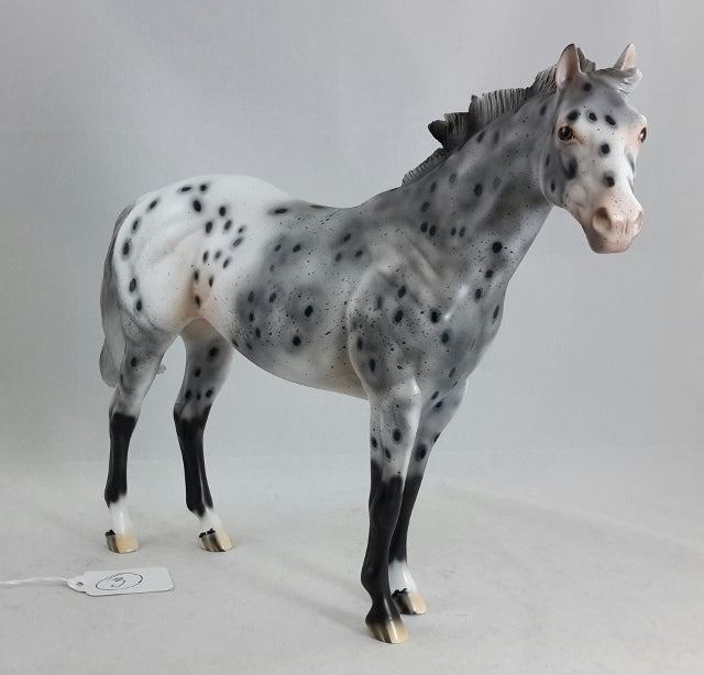 PHANTOM RIDER #3 - Extreme Leopard Appaloosa