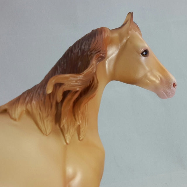 KAMANTRE - Amber Champagne Dun Stock by Caroline Boydston