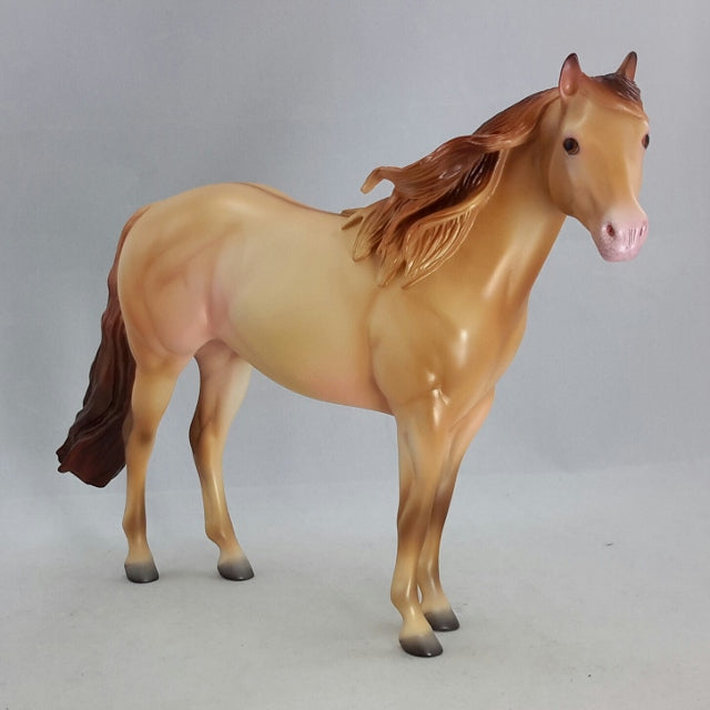 KAMANTRE - Amber Champagne Dun Stock by Caroline Boydston