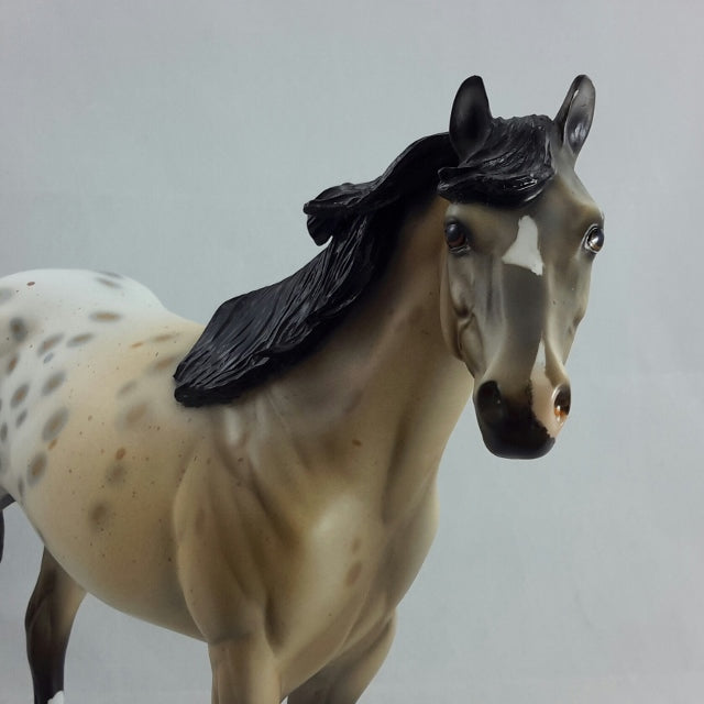 CASTILLE - OOAK Buckskin Appaloosa Stock Horse