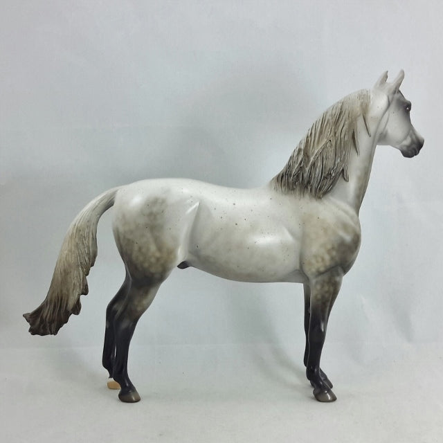 ACROSS THE SEA - OOAK Chestnut Going Gray Morgan