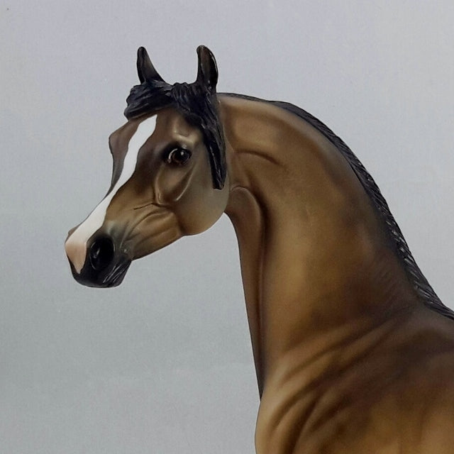 AMBROSE - Sooty Buckskin Arabian