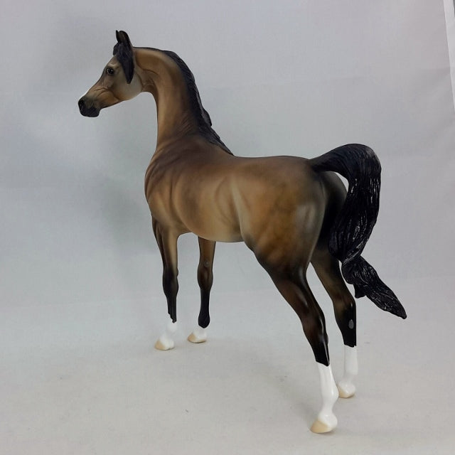 AMBROSE - Sooty Buckskin Arabian