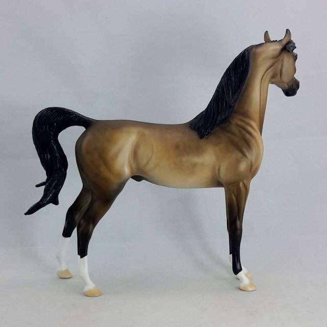 AMBROSE - Sooty Buckskin Arabian