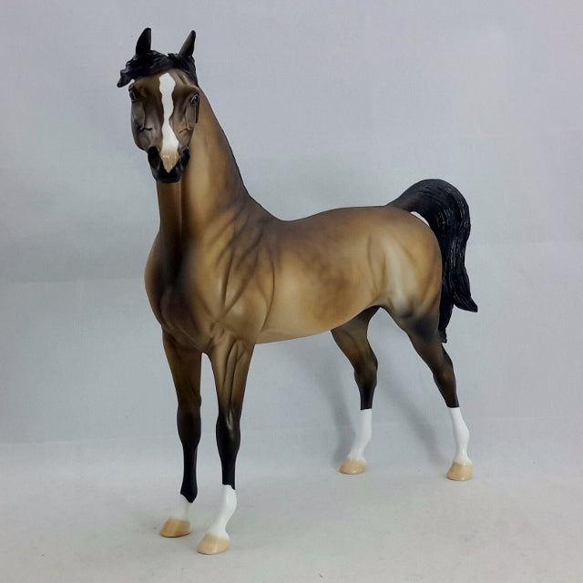 AMBROSE - Sooty Buckskin Arabian