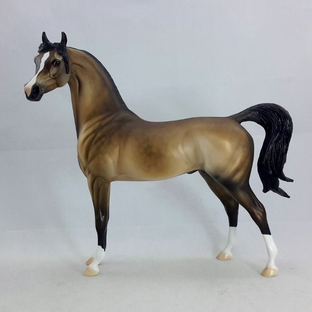 AMBROSE - Sooty Buckskin Arabian