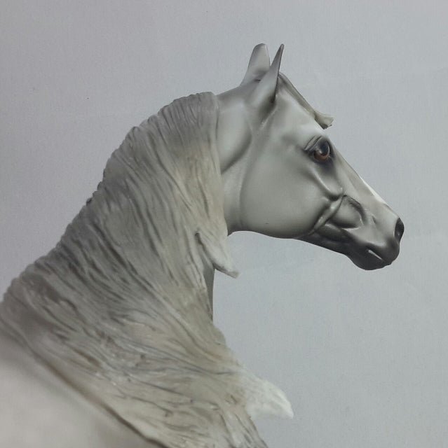 HALVADAR - Dapple Gray Stock Horse