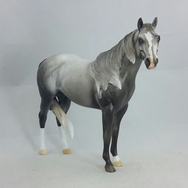 HALVADAR - Dapple Gray Stock Horse