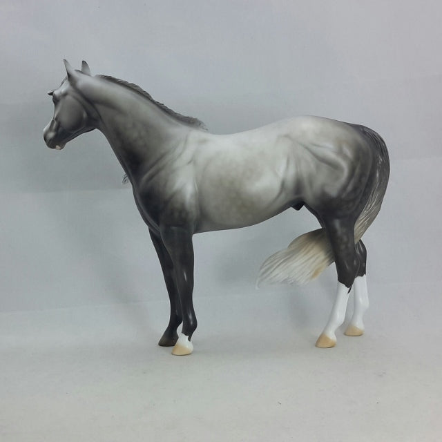 HALVADAR - Dapple Gray Stock Horse
