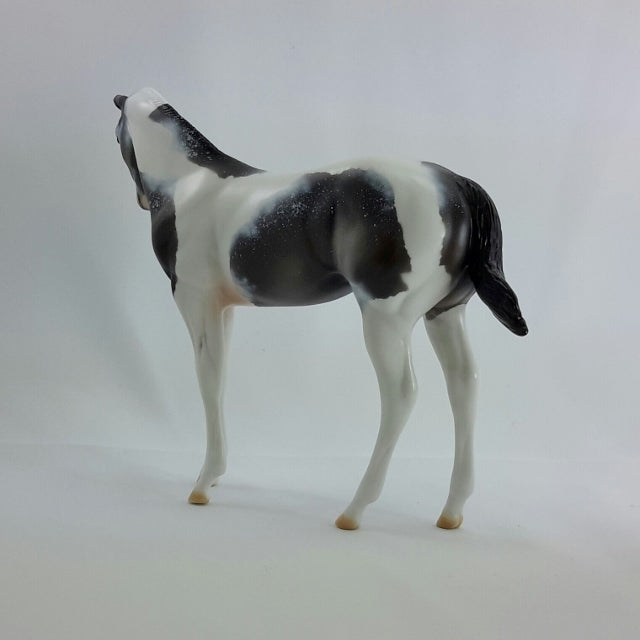 FIRST FROST - OOAK Blue Roan Weanling Tobiano