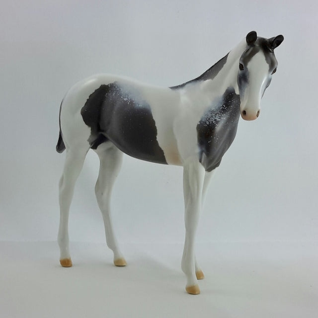 FIRST FROST - OOAK Blue Roan Weanling Tobiano