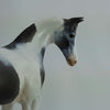 FIRST FROST - OOAK Blue Roan Weanling Tobiano