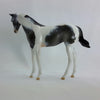 FIRST FROST - OOAK Blue Roan Weanling Tobiano