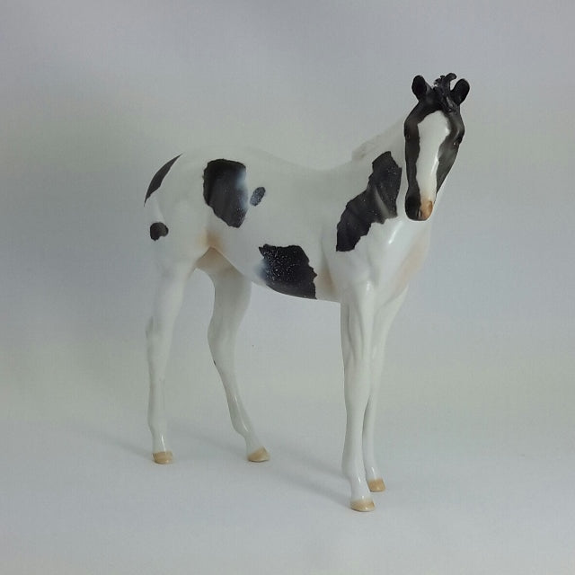 CLARINE - OOAK Blue Roan Weanling Paint 11/14