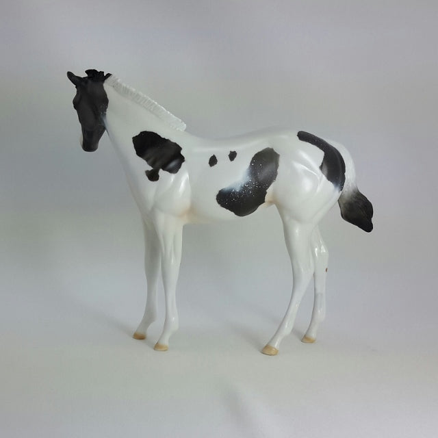 CLARINE - OOAK Blue Roan Weanling Paint 11/14