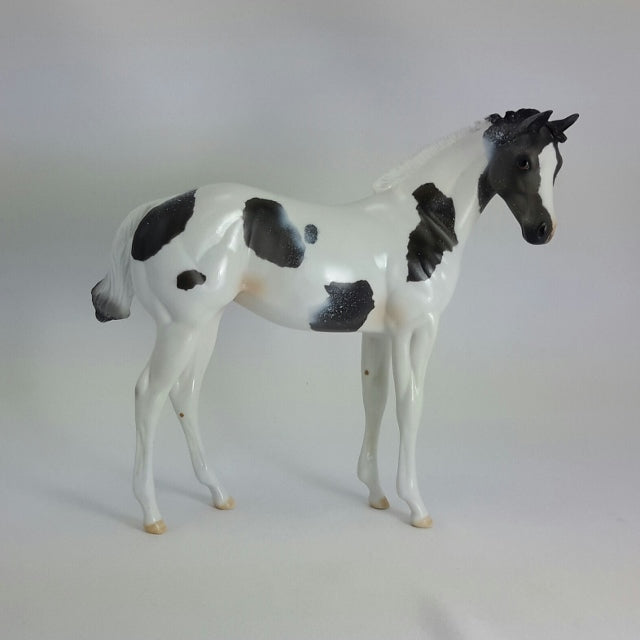 CLARINE - OOAK Blue Roan Weanling Paint 11/14