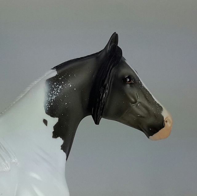 TIMOTHY - OOAK Blue Roan Stock Horse 11/14