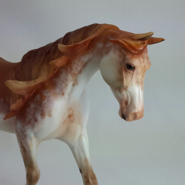 LUCRECIA - OOAK Chestnut Sabino Pinto Palouse  11/14