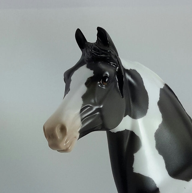 ELNORA - OOAK  Blue Roan Pinto Morgan 11/14