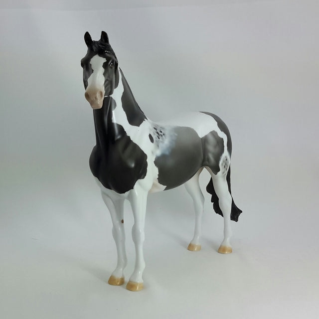 ELNORA - OOAK  Blue Roan Pinto Morgan 11/14