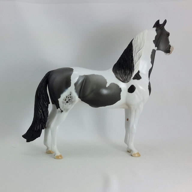 ELNORA - OOAK  Blue Roan Pinto Morgan 11/14