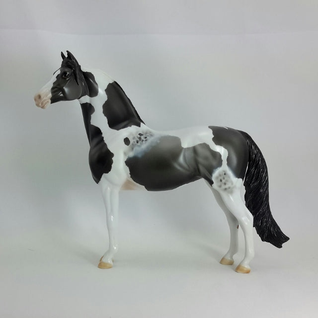 ELNORA - OOAK  Blue Roan Pinto Morgan 11/14