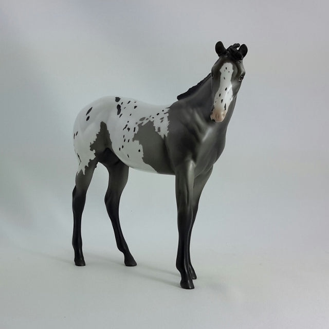 JOSIE - OOAK Gray Appaloosa Weanling  11/14