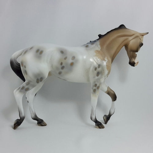 CORN DANCE - Buckskin Appaloosa Thoroughbred