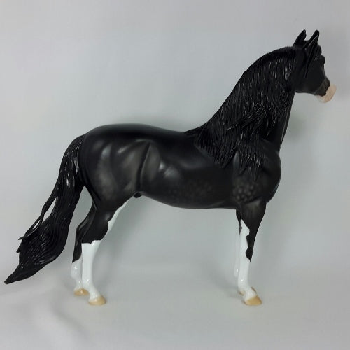 GIBLETS &amp; GRAVY - OOAK Black Dapple Morgan