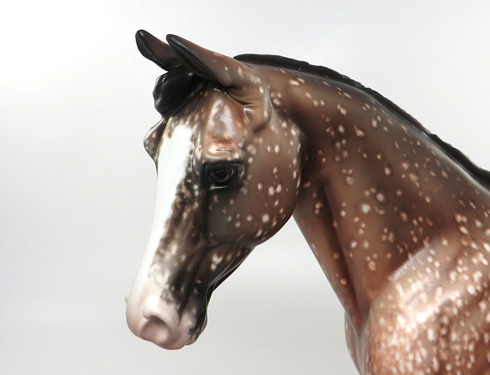 bay appaloosa