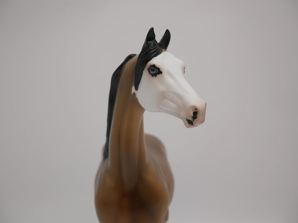 MAISY-OOAK BUCKSKIN PAINT MORGAN BY AUDERY DIXON 7/2/20