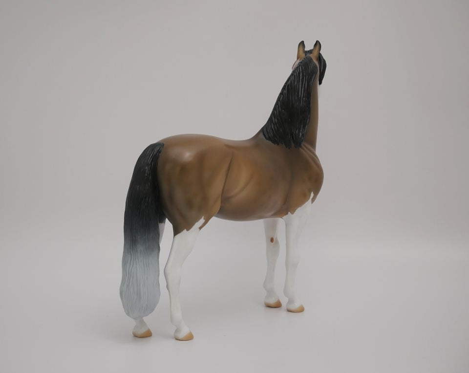 MAISY-OOAK BUCKSKIN PAINT MORGAN BY AUDERY DIXON 7/2/20