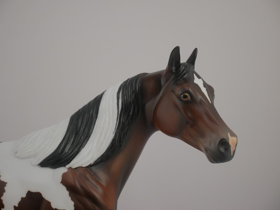 Buckeye -- LE-3 Bay Pinto by Kayla Wesse