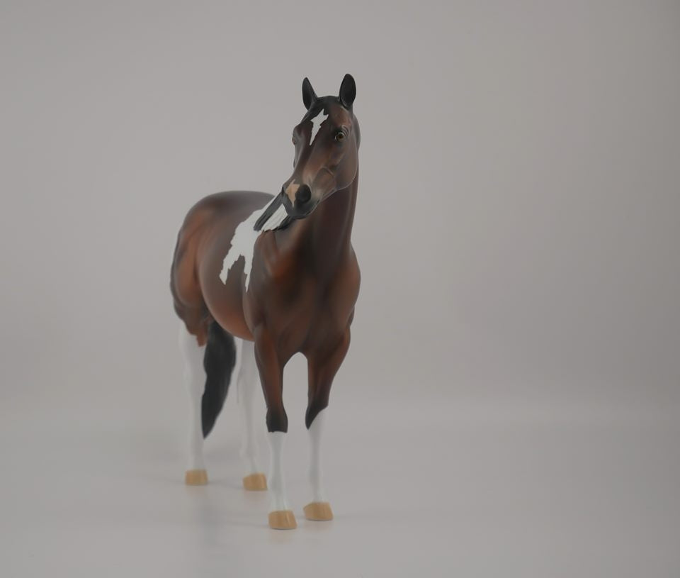 Buckeye -- LE-3 Bay Pinto by Kayla Wesse