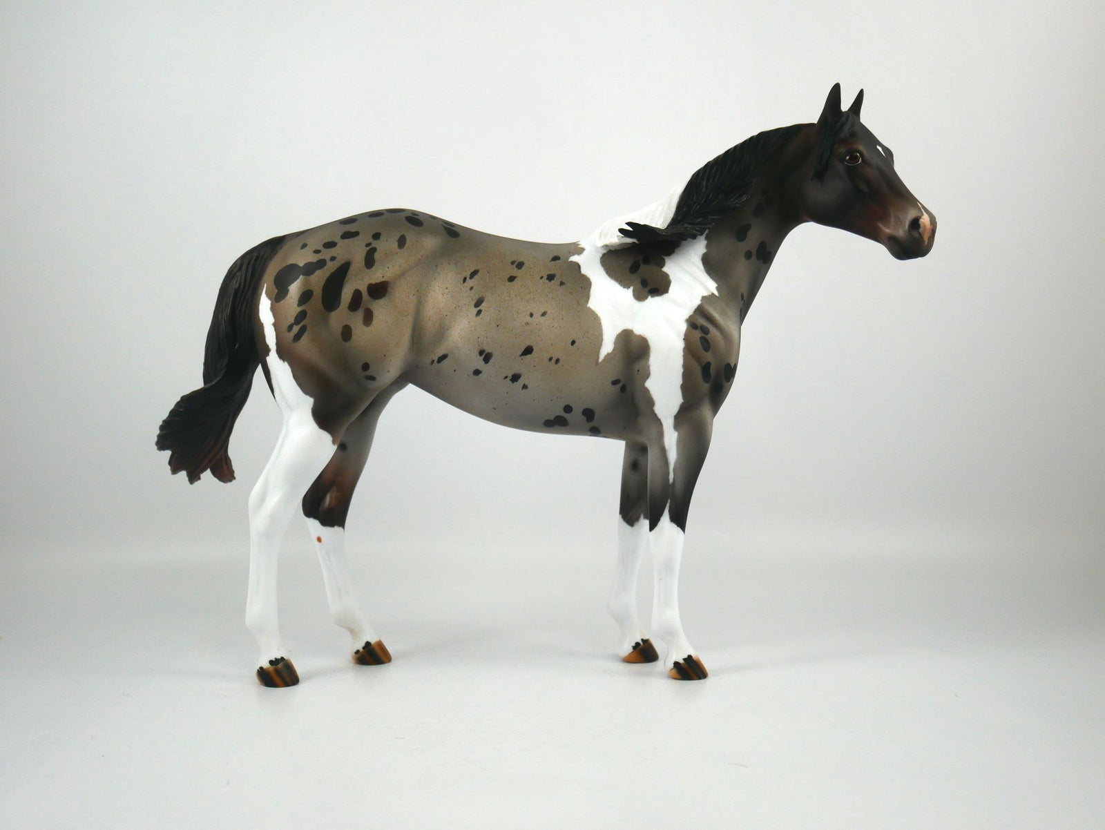 I Spot You-LE-? Gold Tier Loyalty Blue Roan Pintaloosa ISH By Julie Keim 1/7/21