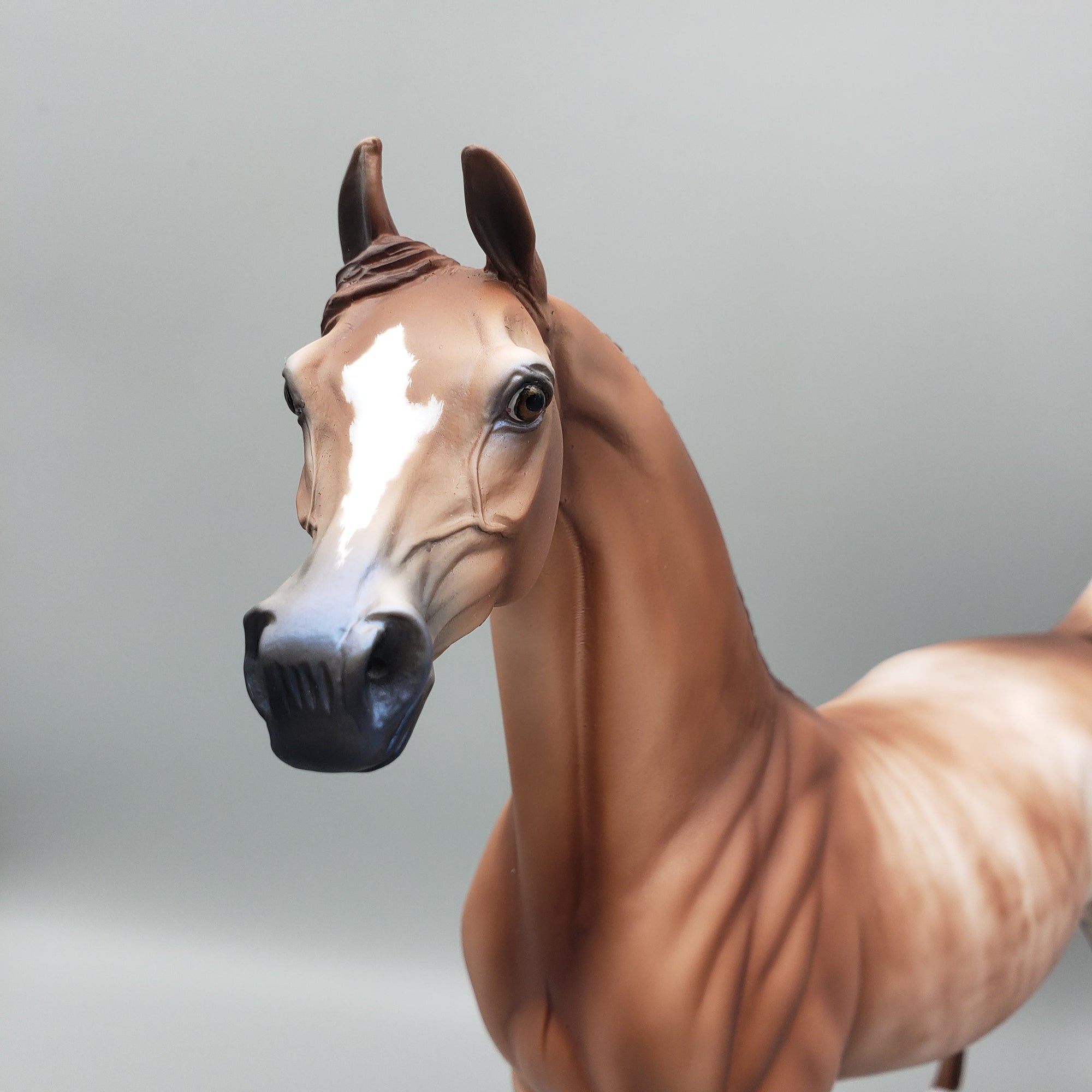 Buck - OOAK - Chestnut Rabicano Arabian By Jess Hamill EQ23