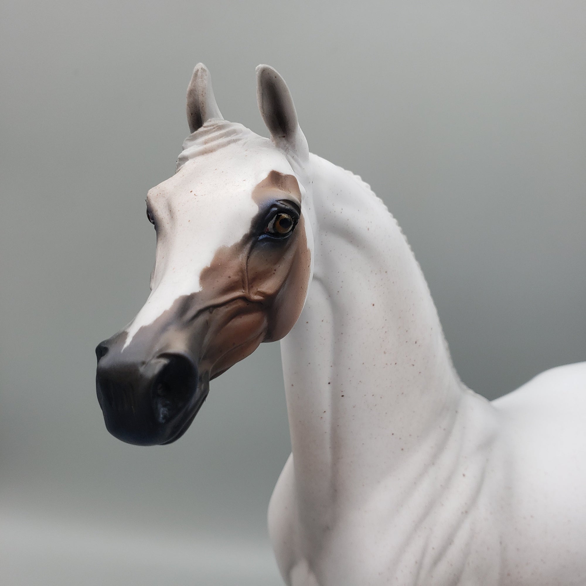 Bobby - OOAK - Fleabitten Grey Arabian By Jess Hamill EQ23