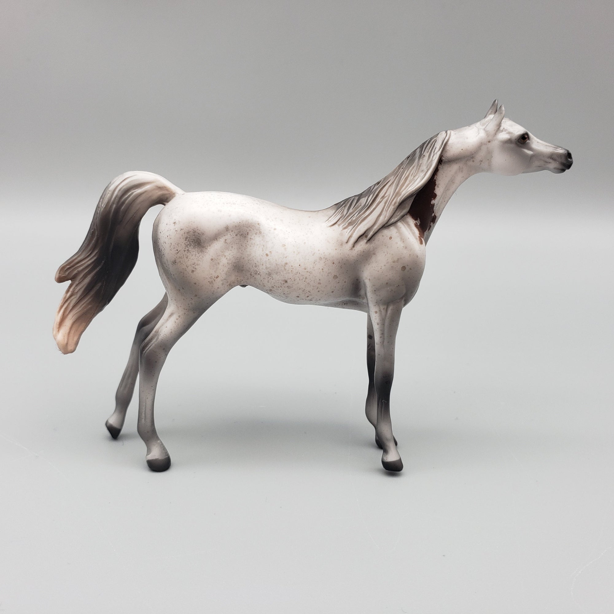 Grayson  OOAK Bloody Shoulder Arabian Chip By Jess Hamill EQ23