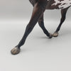 Nutmeg - OOAK - Dark Bay Appaloosa Palouse By Jess Hamill EQ23