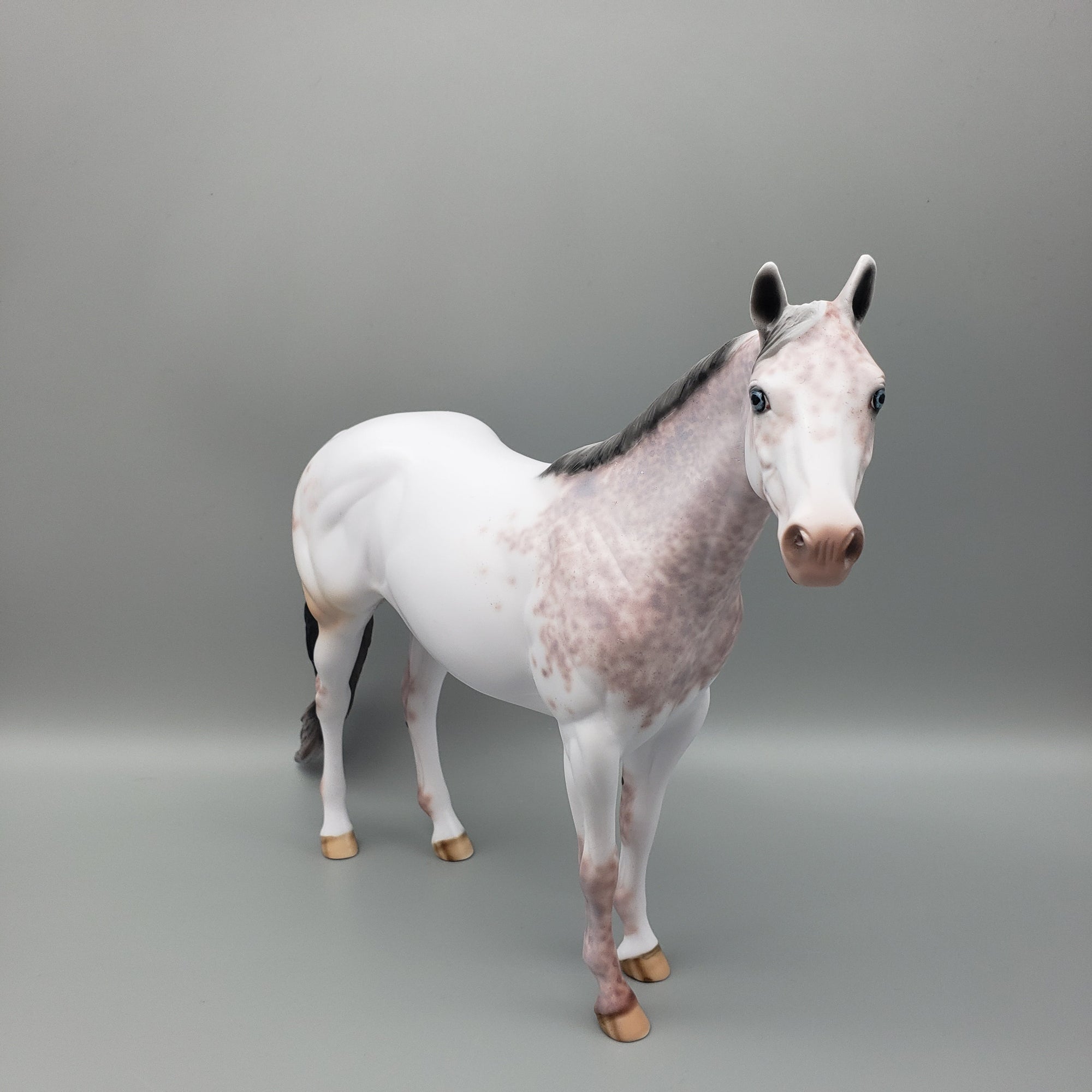 Rolo - OOAK - Bay Sabino ISH By Dawn Quick EQ23