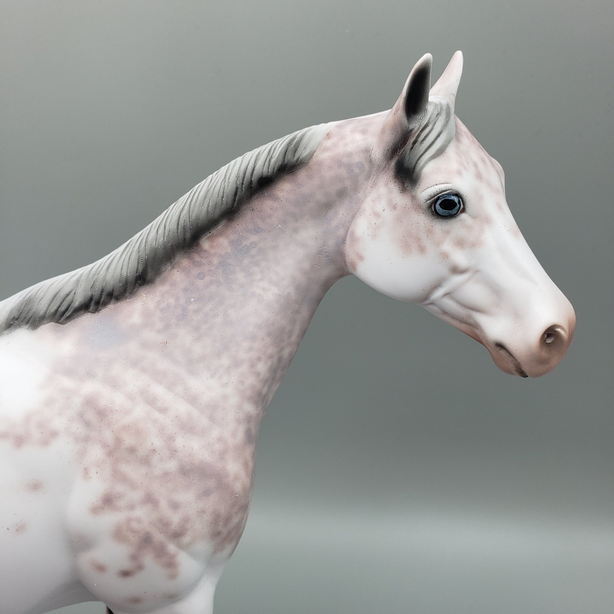 Rolo - OOAK - Bay Sabino ISH By Dawn Quick EQ23