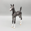 Lumia  OOAK Baby Black Going Gray Etched Markings Arabian Foal Pebble By Ashley Palmer EQ23