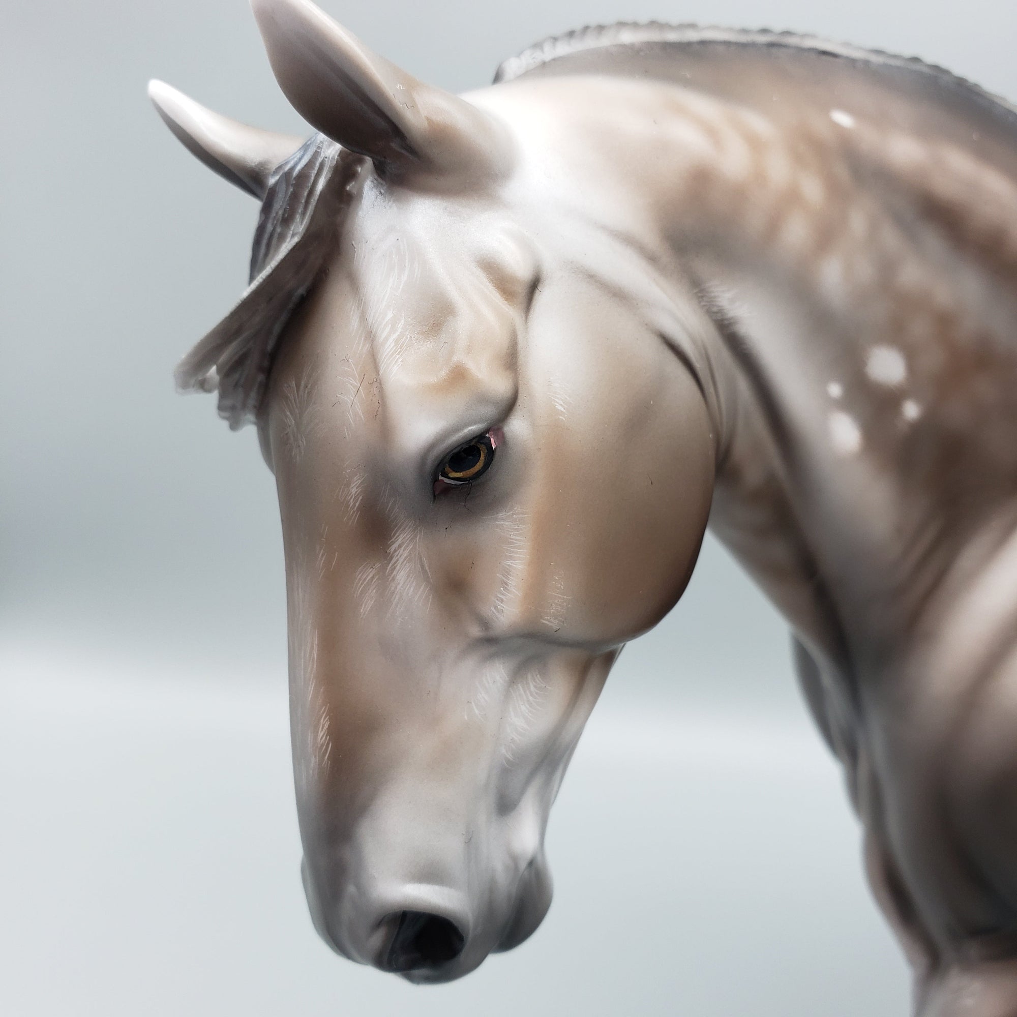 Sentinel OOAK Bay Going Grey With Bird Catcher Spots Irish Draught By Jess Hamill Best Offers 7/10/23