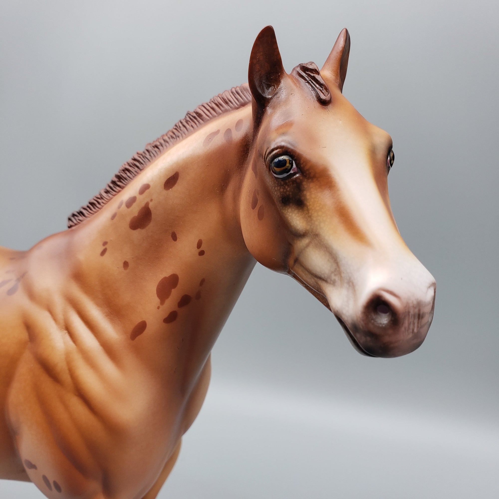 Ember OOAK Red Dun Appy Ideal Stock Horse By Julie Keim Equilocity Best Offers 7/15/23 EQ23