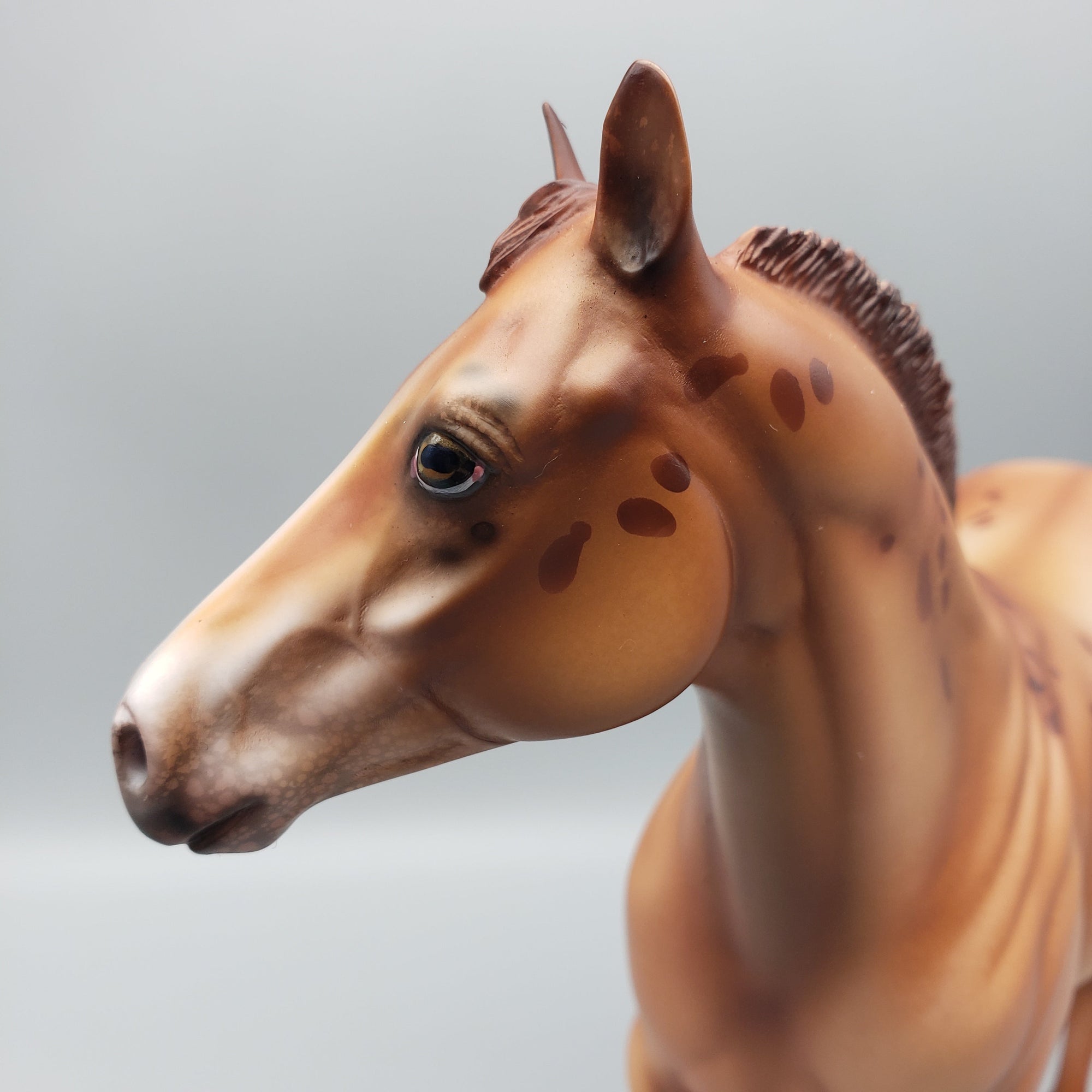 Ember OOAK Red Dun Appy Ideal Stock Horse By Julie Keim Equilocity Best Offers 7/15/23 EQ23