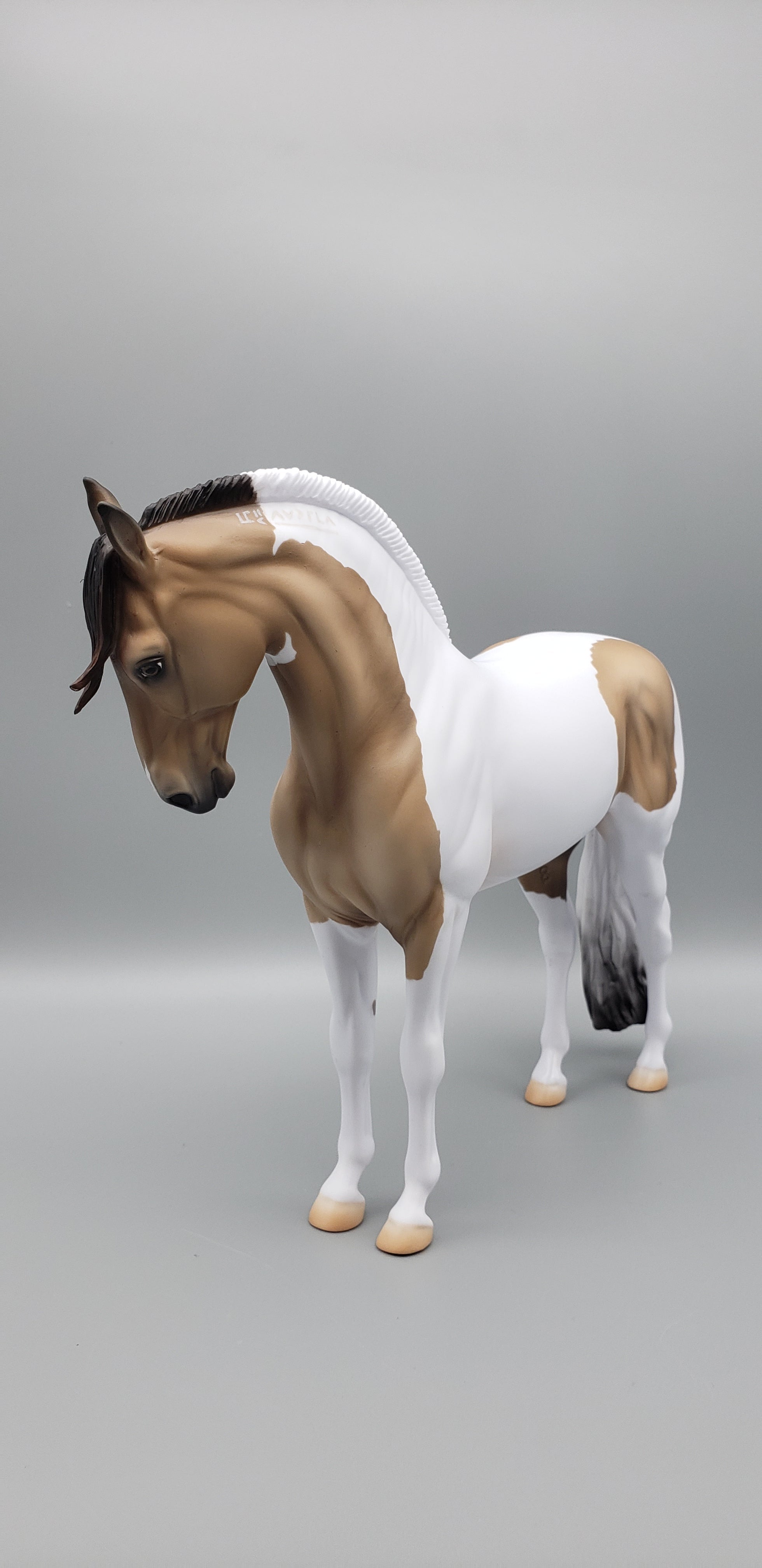 Inspired By Winter Buckskin Tobiano Andalusian Mare by Jess Hamill AoTH23