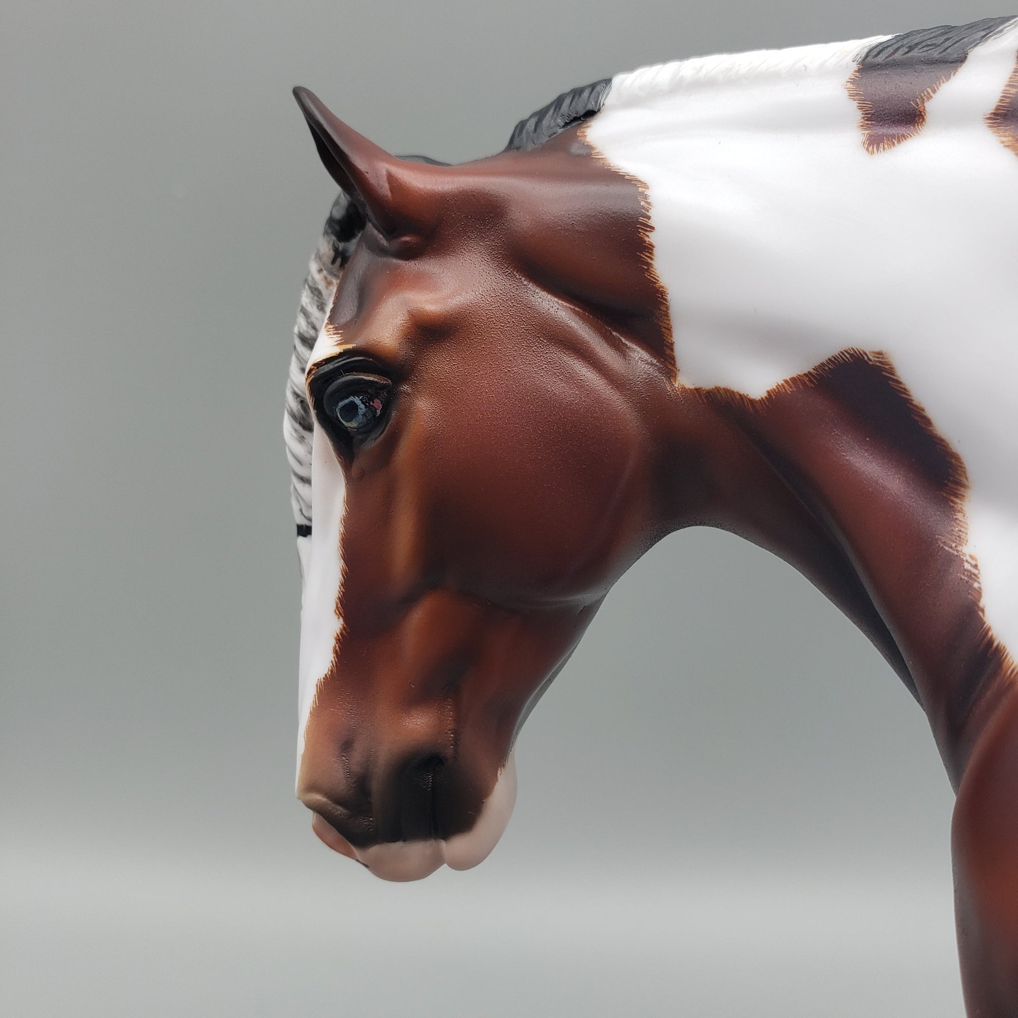 Corneilus OOAK Bay Pinto Cob By Carrie Keller Best Offers 7/15/23 EQ23